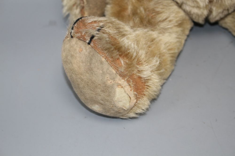 An unusual early bear, c.1920, 24in., button eyes, repairs of paw pads, some hair loss